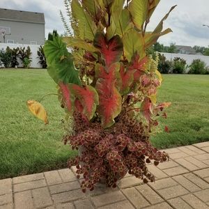 8 to 10 Large Canna Bulbs Red Flower